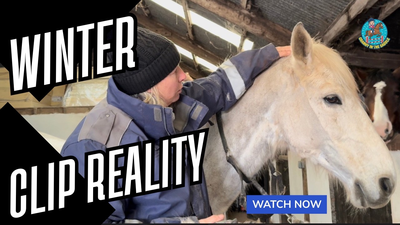 Winter Horse Clipping a Dirty Grey | Practical Tips for Beginners to Experienced Riders