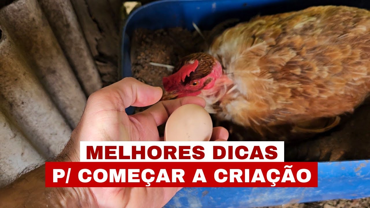 DICAS DE COMO INICIAR A CRIAR GALINHAS E TER OVOS TODOS OS DIAS
