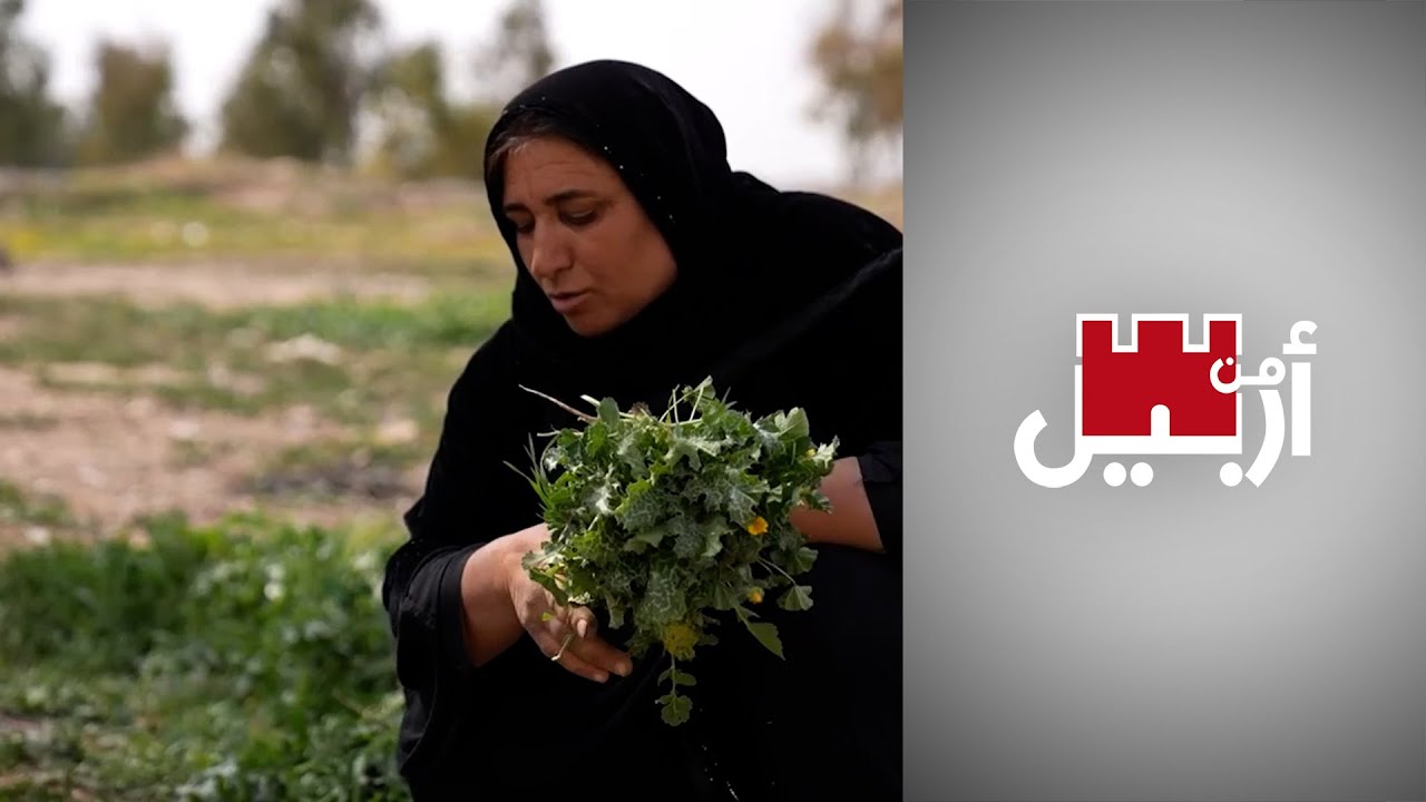 من أربيل - نباتات برية ضيف دائم على موائد سكان إقليم كردستان