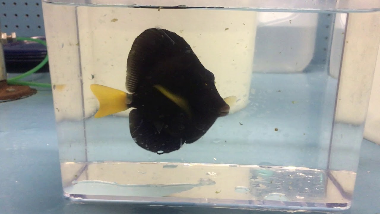 Purple Tang
