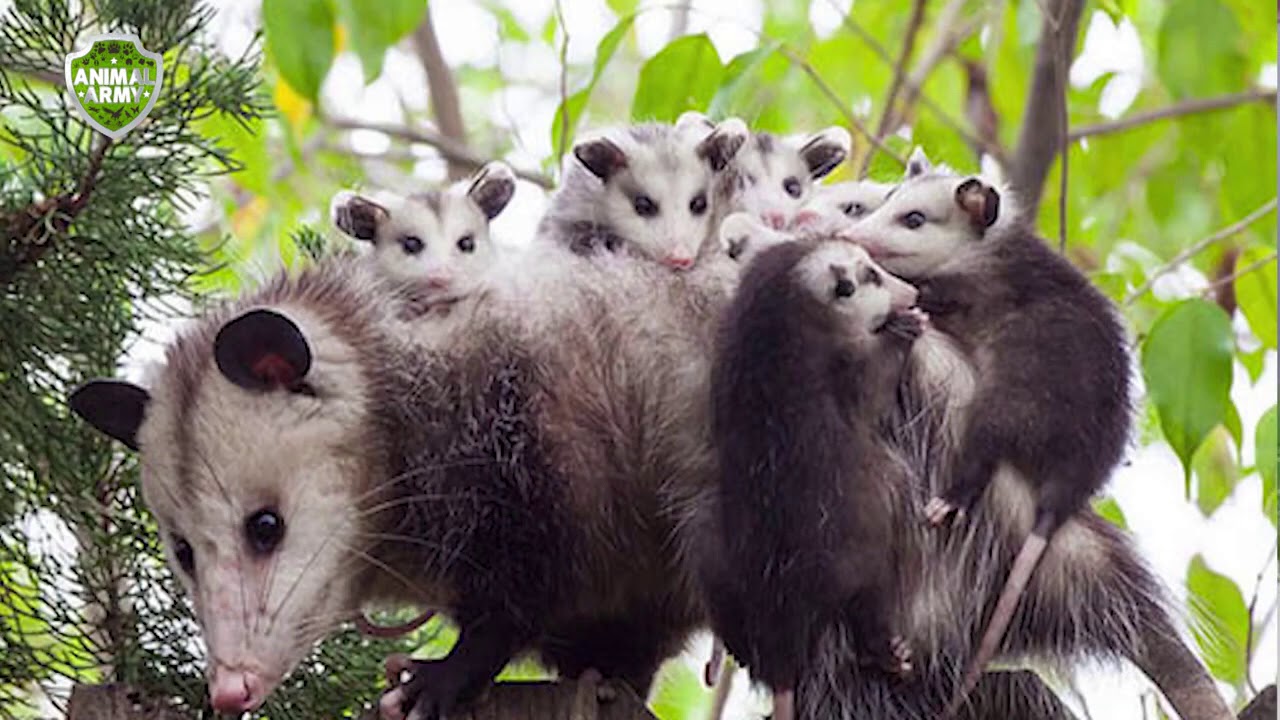 20 especies endémicas de México