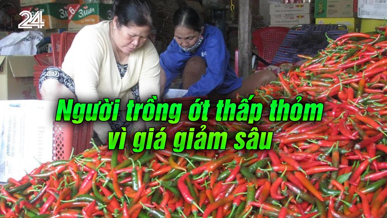 Người trồng ớt thấp thỏm v&igrave; gi&aacute; giảm s&acirc;u | VTV24