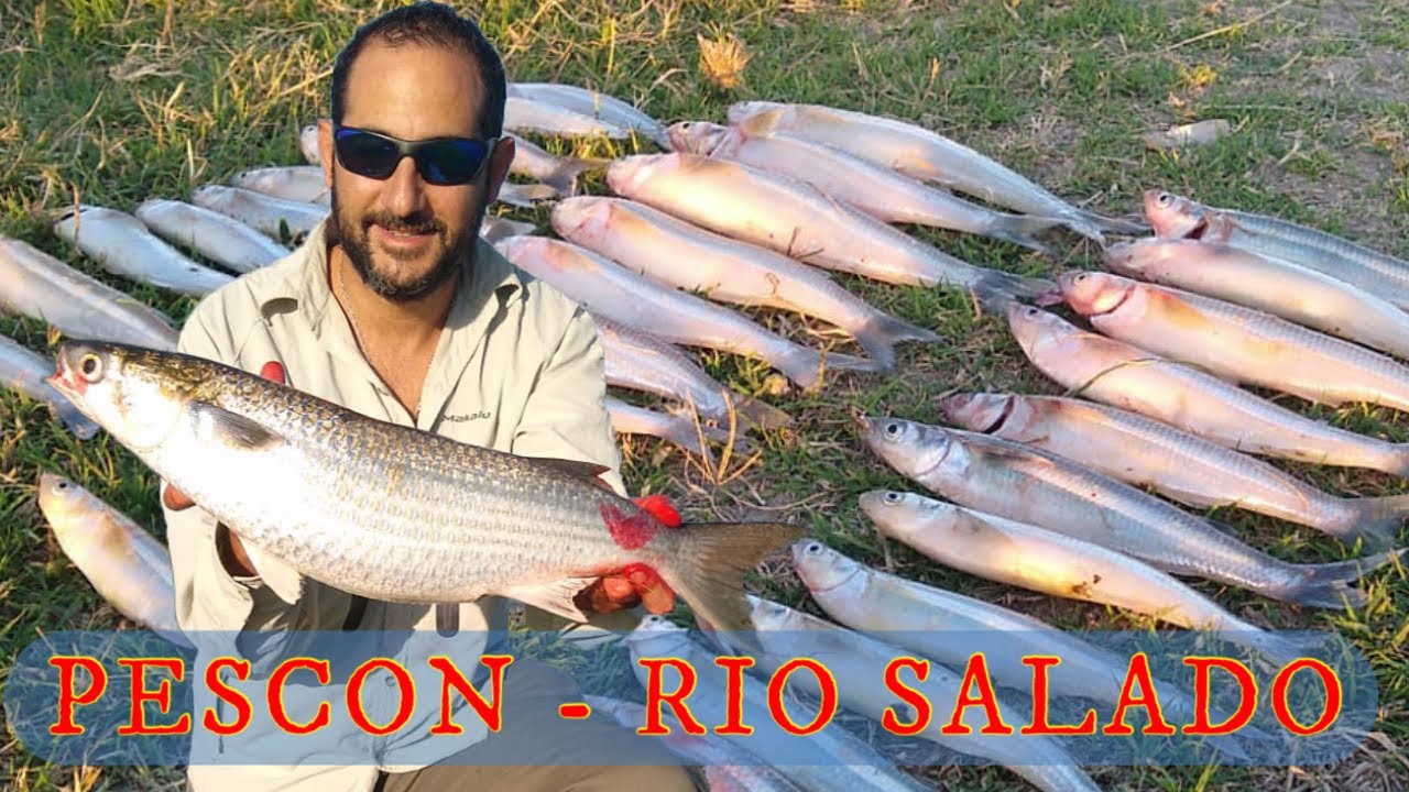 PESCA EN EL RIO SALADO - PEJERREY - LISAS - CORVINA - CARPA #mujil #mujol #fisherman #fish #fishing