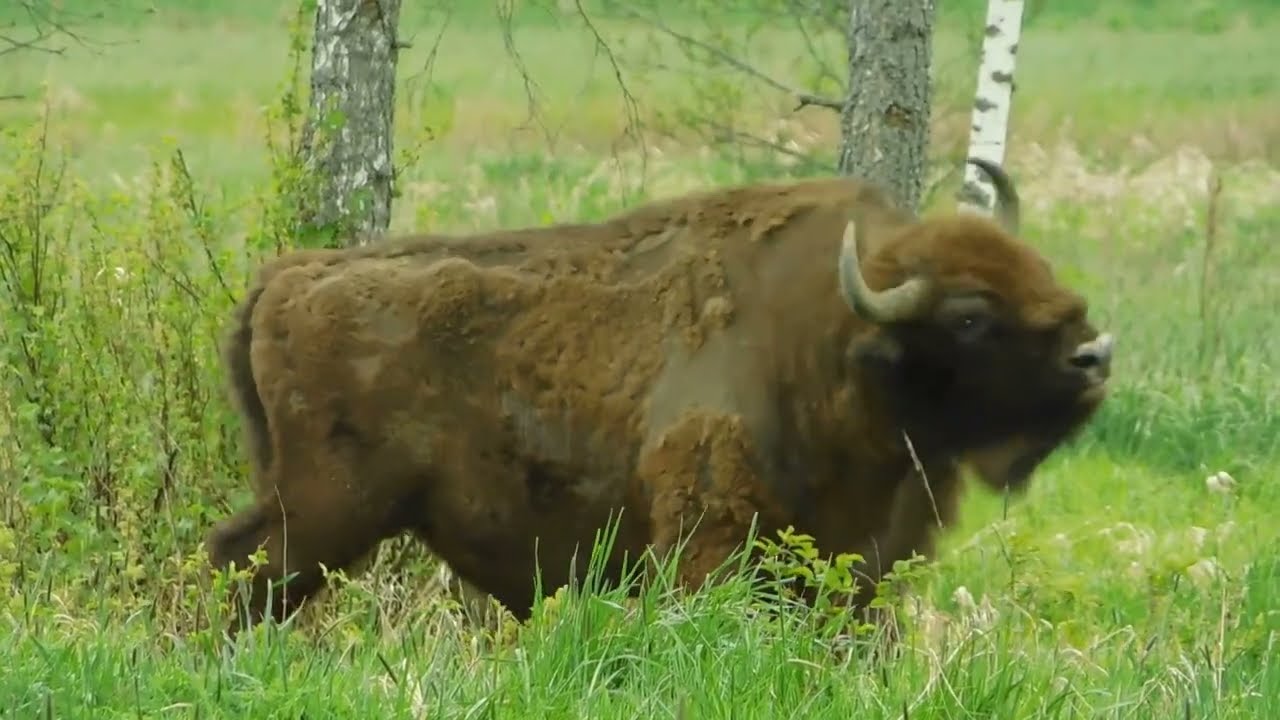 Białowieskie żubry-ciekawostki,bezpieczeństwo, miejscówki