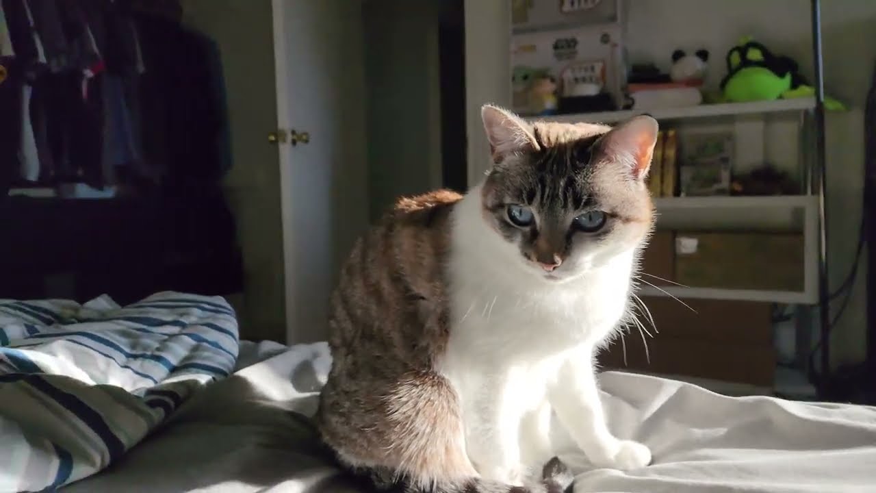 meowrning sunshine view of MimiBlue