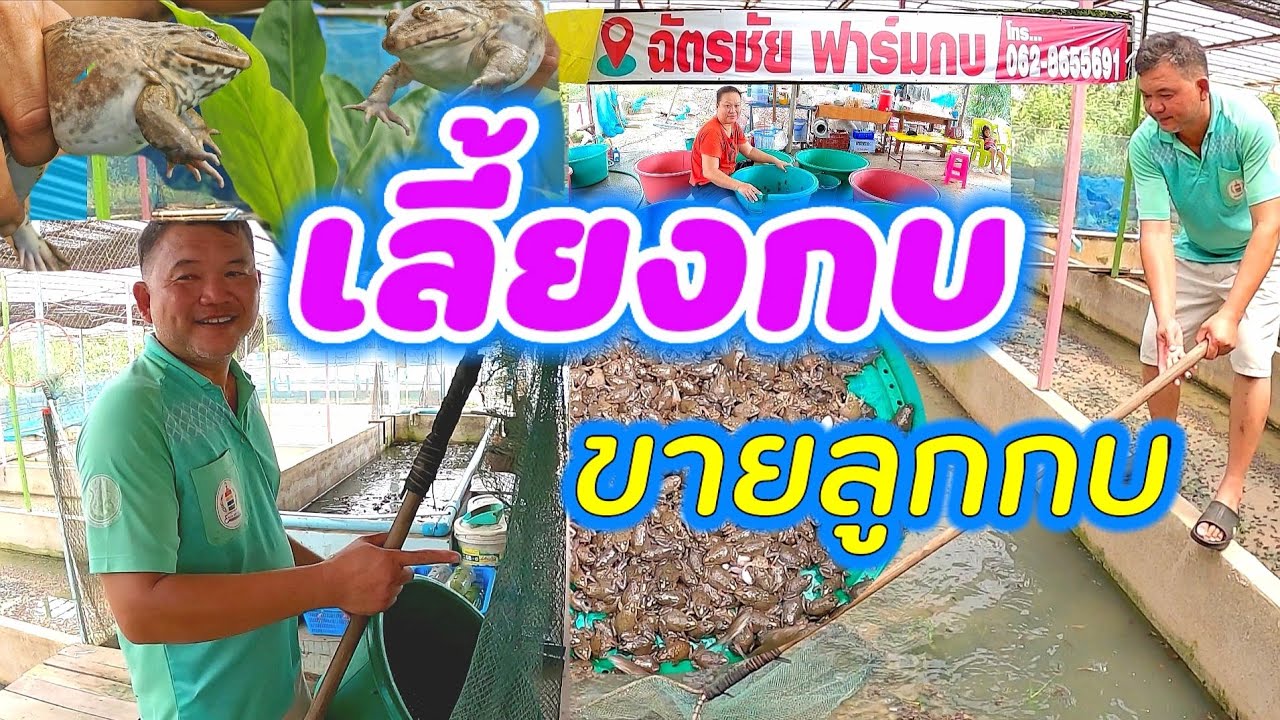 เริ่มต้นเลี้ยงกบทำอย่างไร I​ เพาะพันธุ์กบ​ I​ ขายลูกกบ​ I​เลี้ยง​กบ​ขาย​ สร้างรายได้เป็นแสนต่อเดือน
