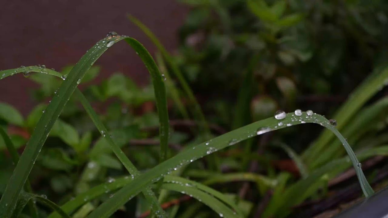 秋雨渐渐凉，一锅红烧羊杂配一碗白味羊杂汤巴适得很！ 下雨天就适合吃好吃的。#我的乡村生活 #农村生活 #幺妈和幺叔 #乡村生活家