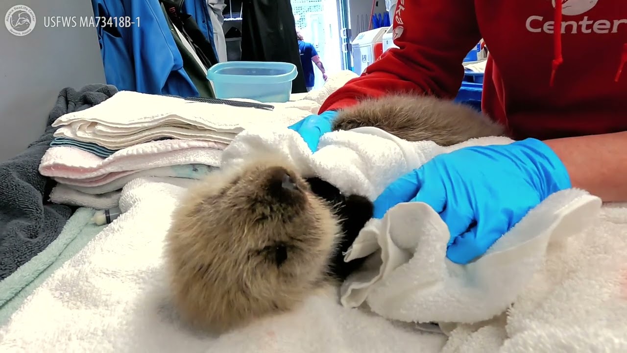 Feeding an Orphaned Northern Sea Otter Pup at the Alaska SeaLife Center