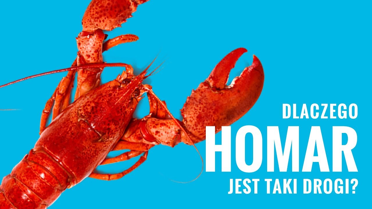 Dlaczego Homar jest taki drogi? - Moje (3) grosze