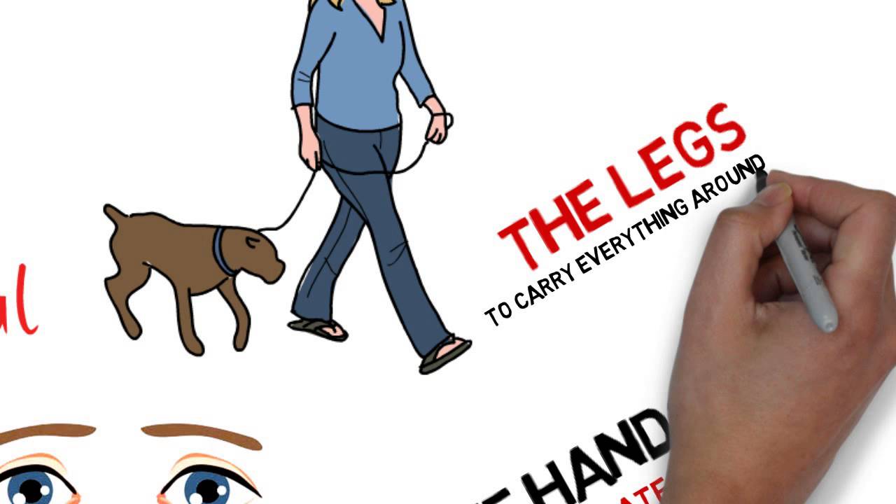 Gestalt Whiteboard animation