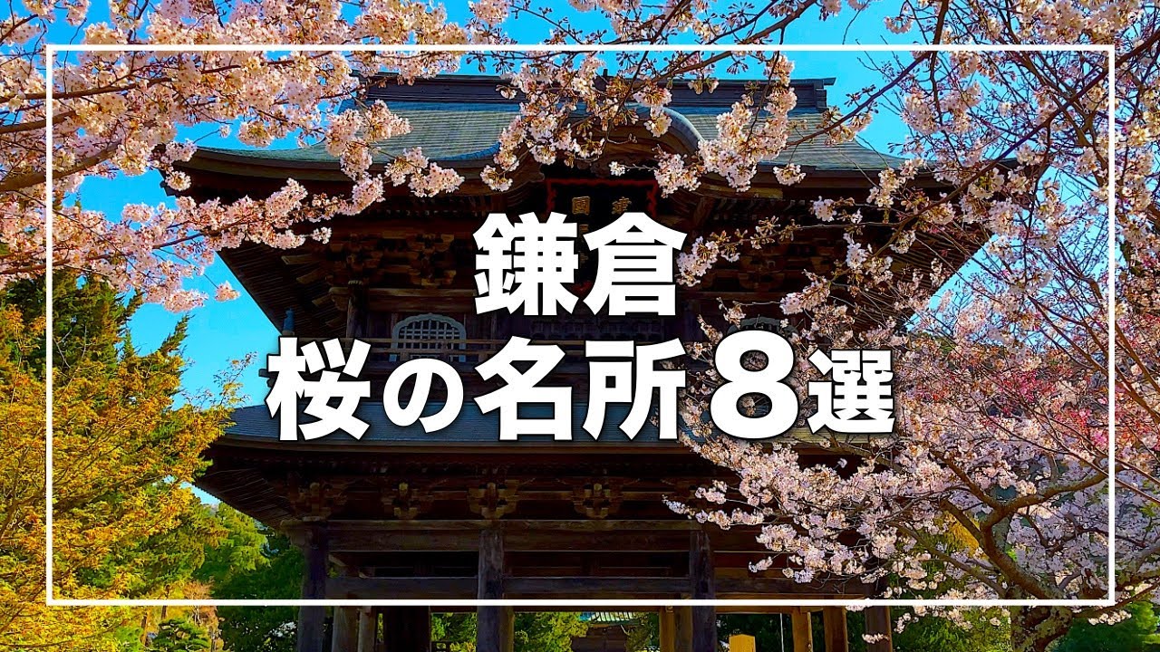 鎌倉の桜名所8選 2021｜絶景穴場スポットも紹介｜cherry blossoms in Kamakura 4K｜湘南デート飯