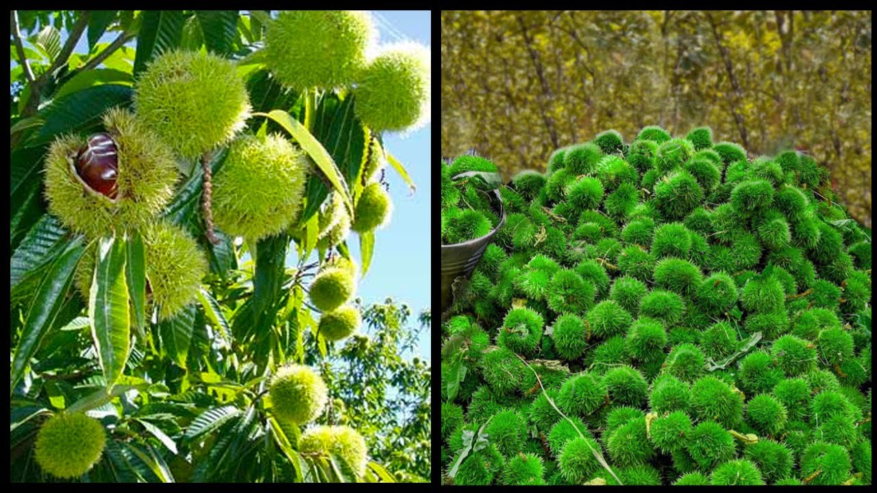 WOW! Modern Chestnuts Harvest Machine | Chestnuts Farming and Harvesting Process