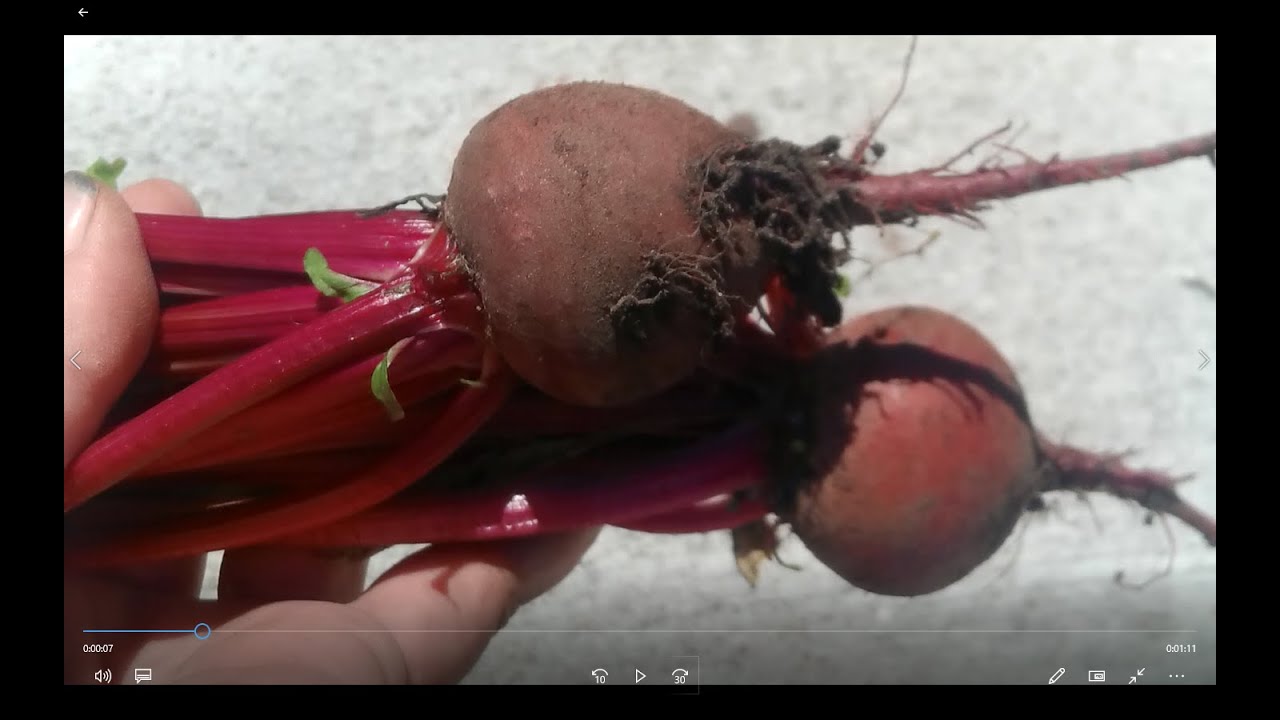 How To Grow Detroit Dark Red Beets   seed to harvest