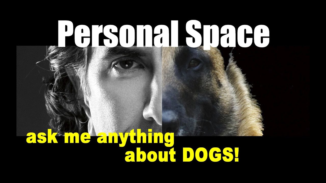 What's BEST Way to Teach a DOG Personal Space - ask me anything - Dog Training Video