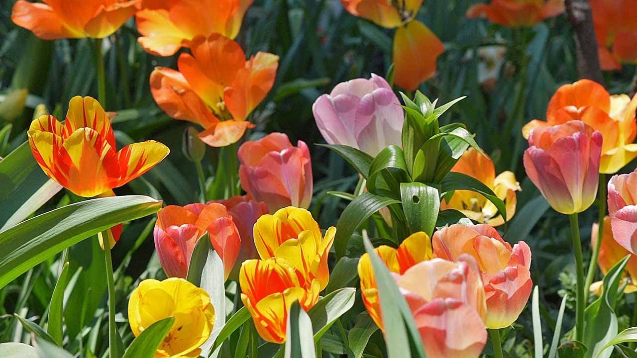 Tulips in the Wind