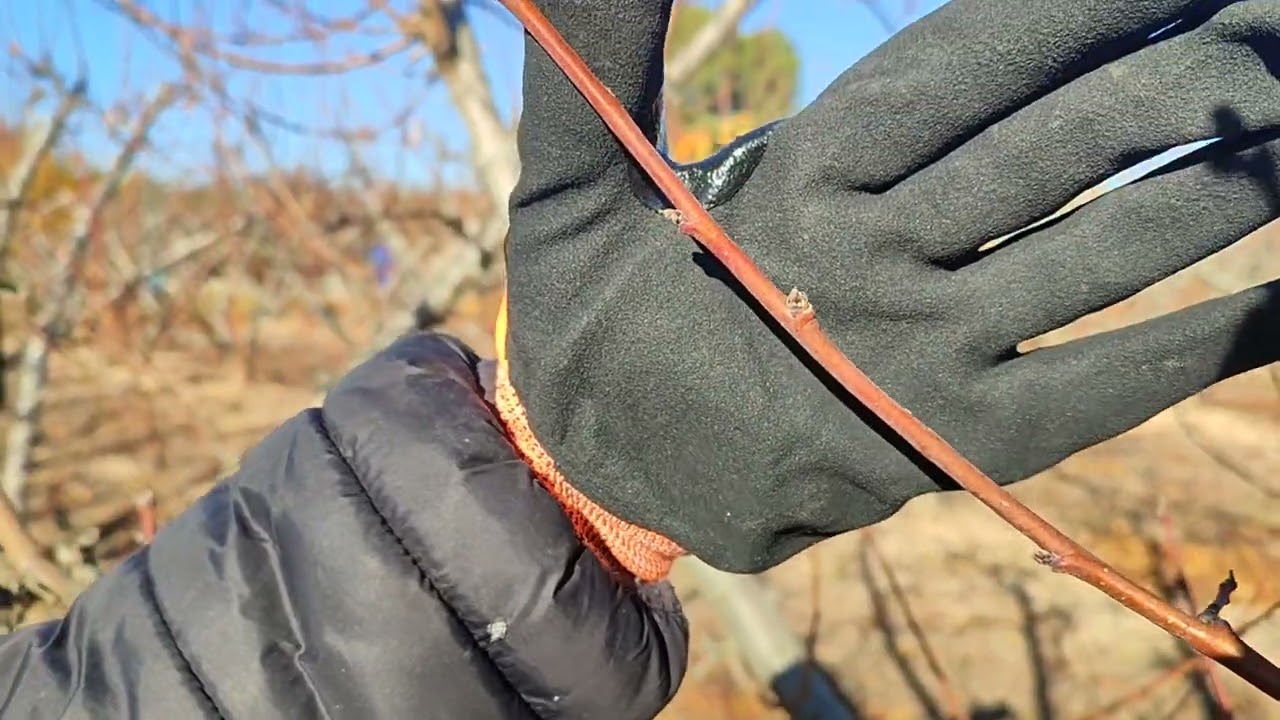 Como podar un melocotonero en invierno tras un desmonte de verano para conseguir una buena cosecha