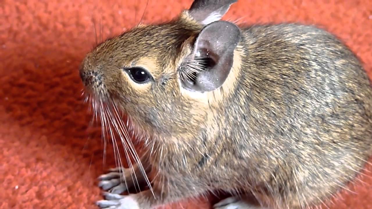 Degu Shouting About Nothing