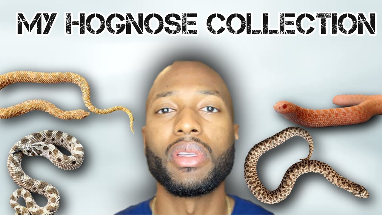 My Hognose Snake Collection