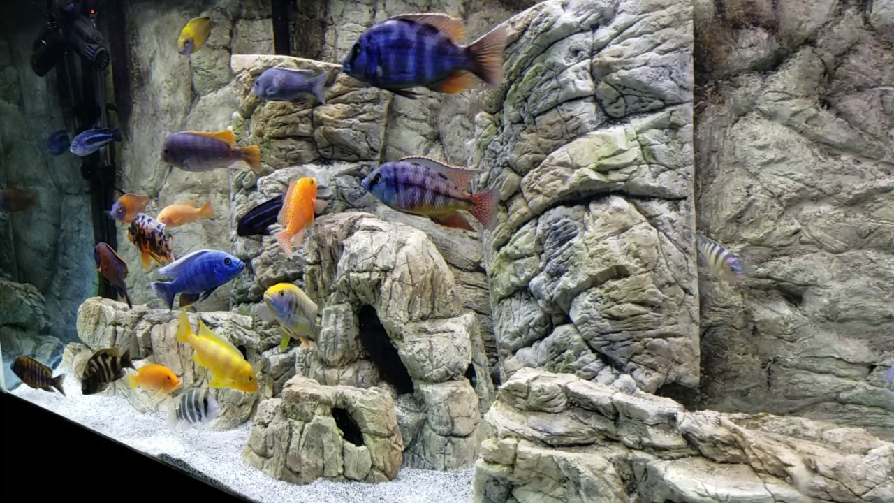 African cichlids, yellow blaze Hap