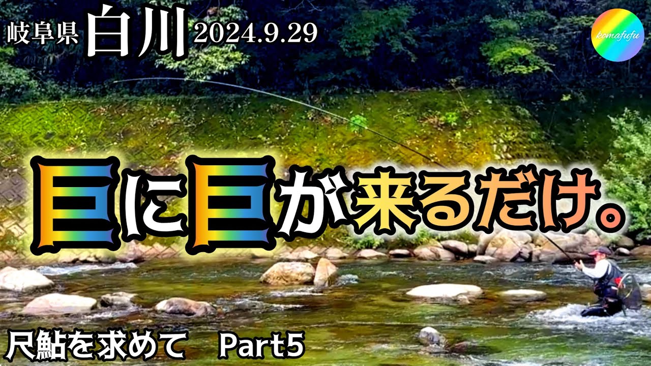 【鮎釣り】白川（岐阜県）｜2024.9.29（日）【友釣り】