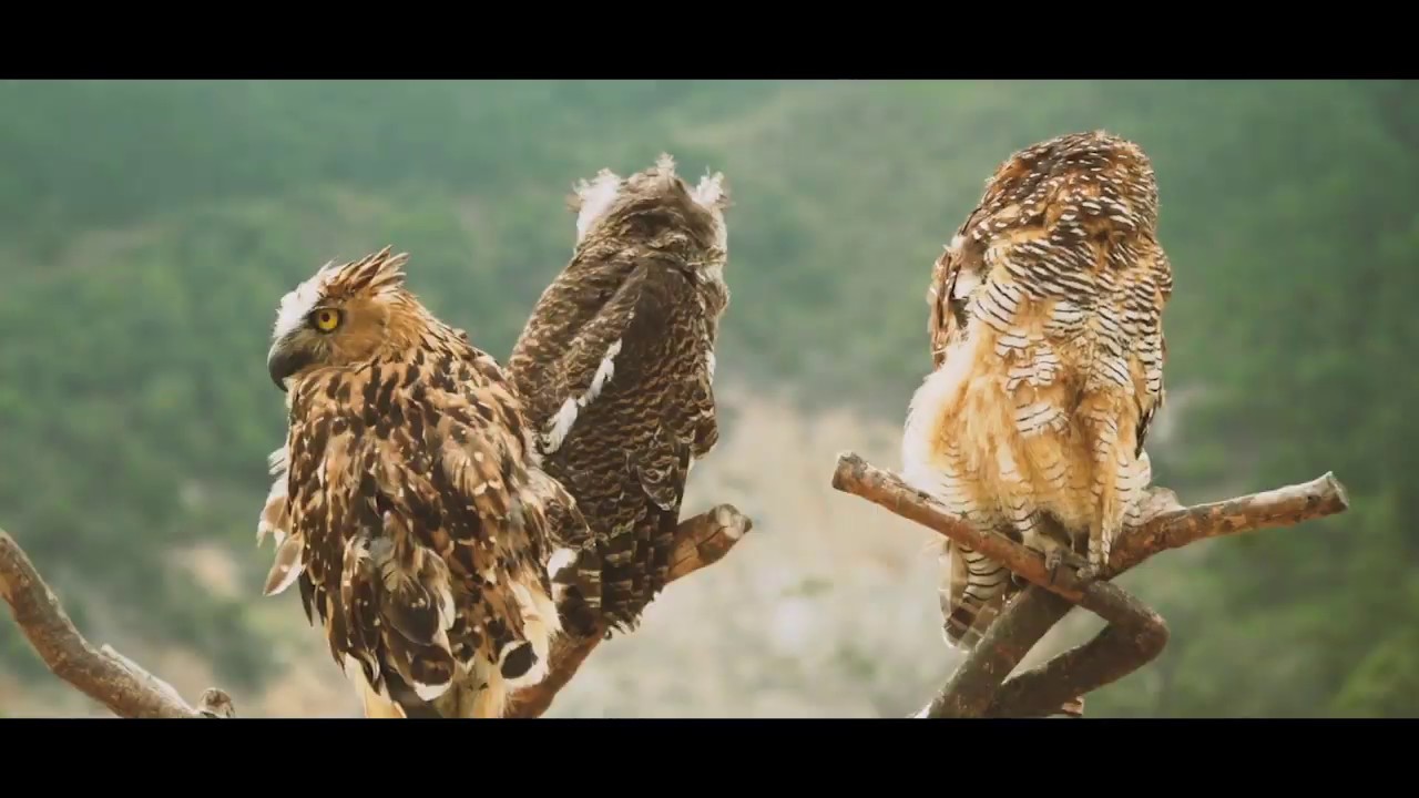 Qu&egrave; &eacute;s la biodiversitat?