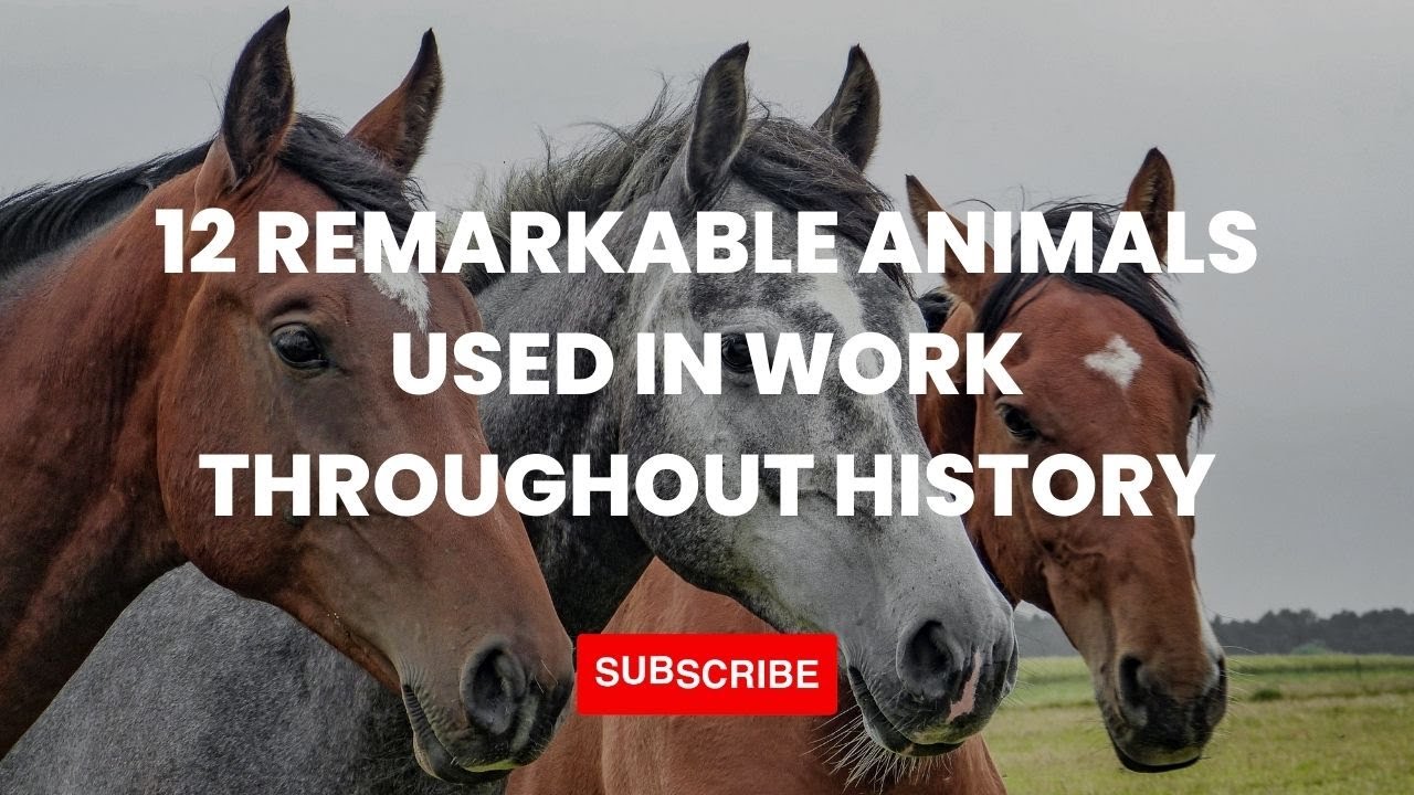 Discover the 12 most extraordinary working animals