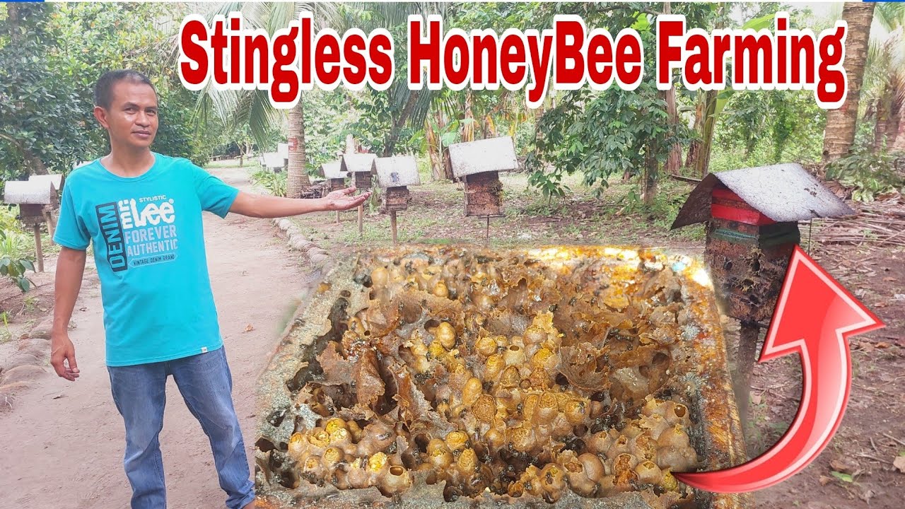 Stingless Honeybee Farming in the Philippines