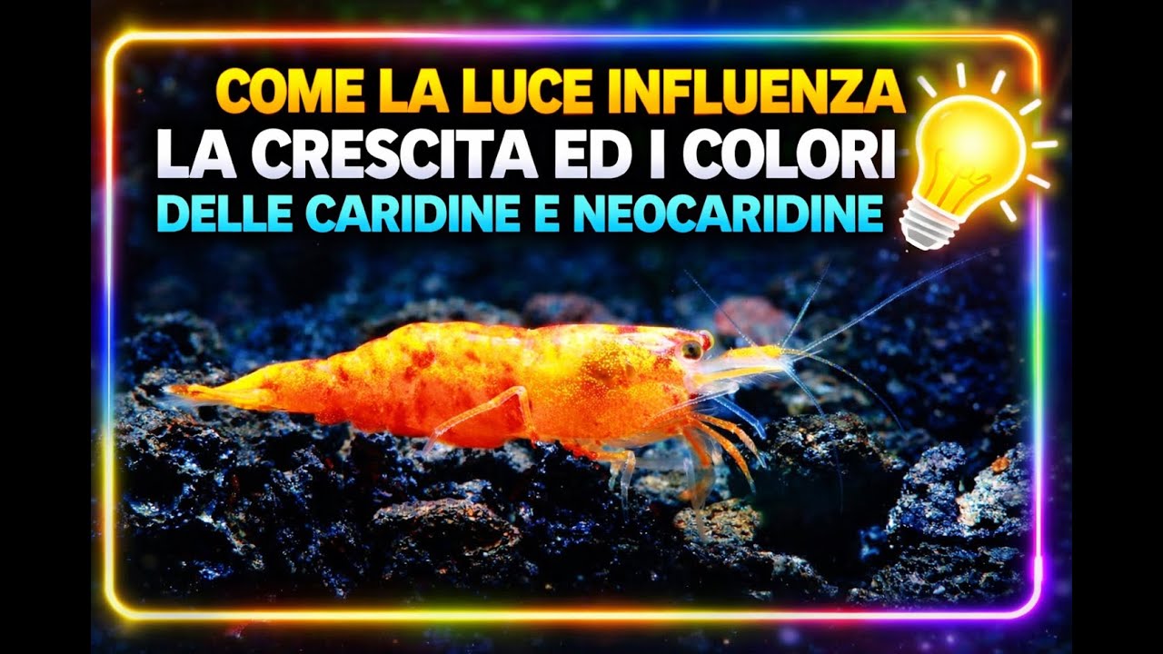 COME LA LUCE INFLUENZA LA CRESCITA ED I COLORI DELLE CARIDINE E NEOCARIDINE