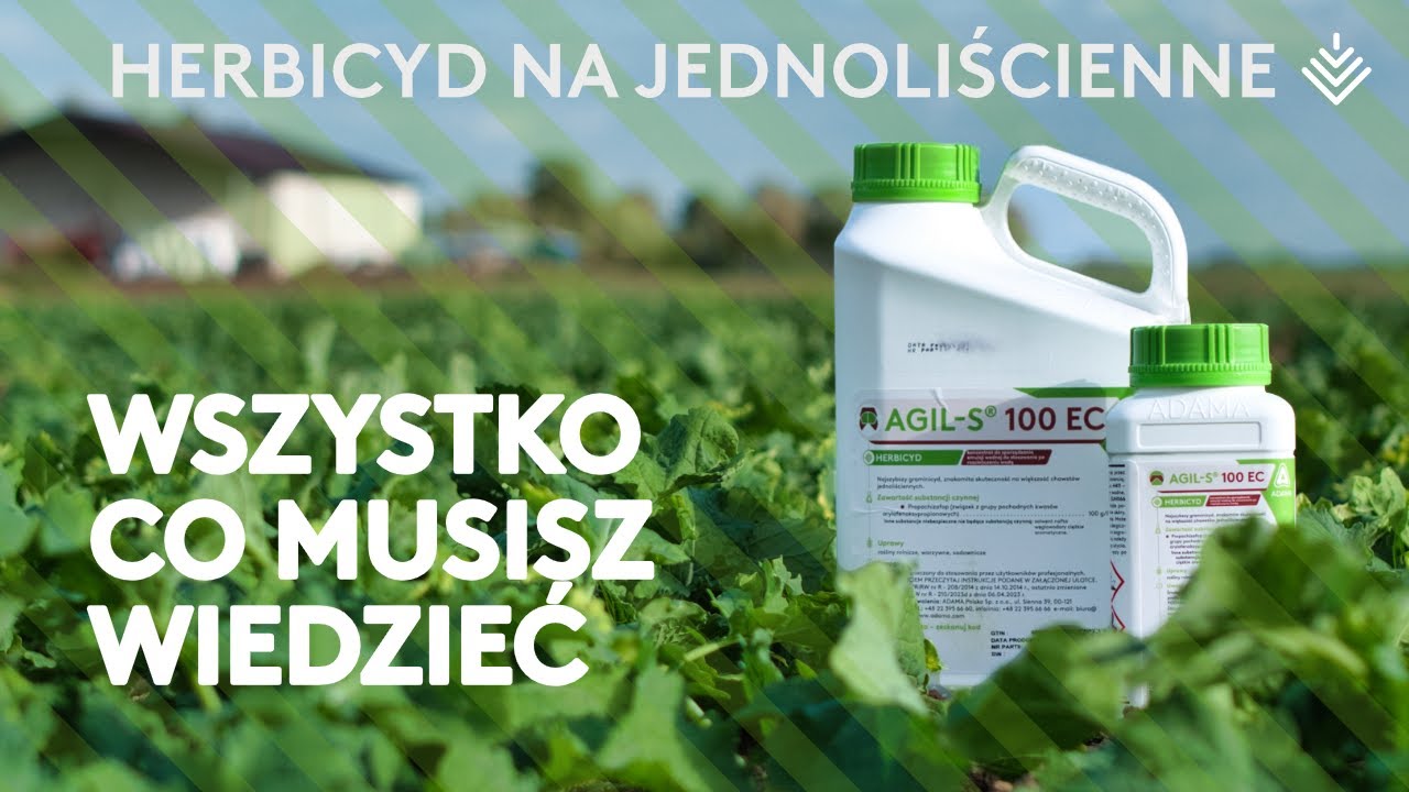 Herbicyd na chwasty jednoliścienne &ndash; wszystko na temat Agil-S 100 EC
