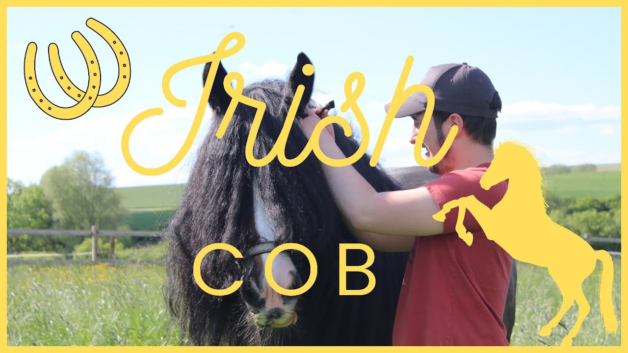UN CHEVAL MAGNIFIQUE - L'IRISH COB