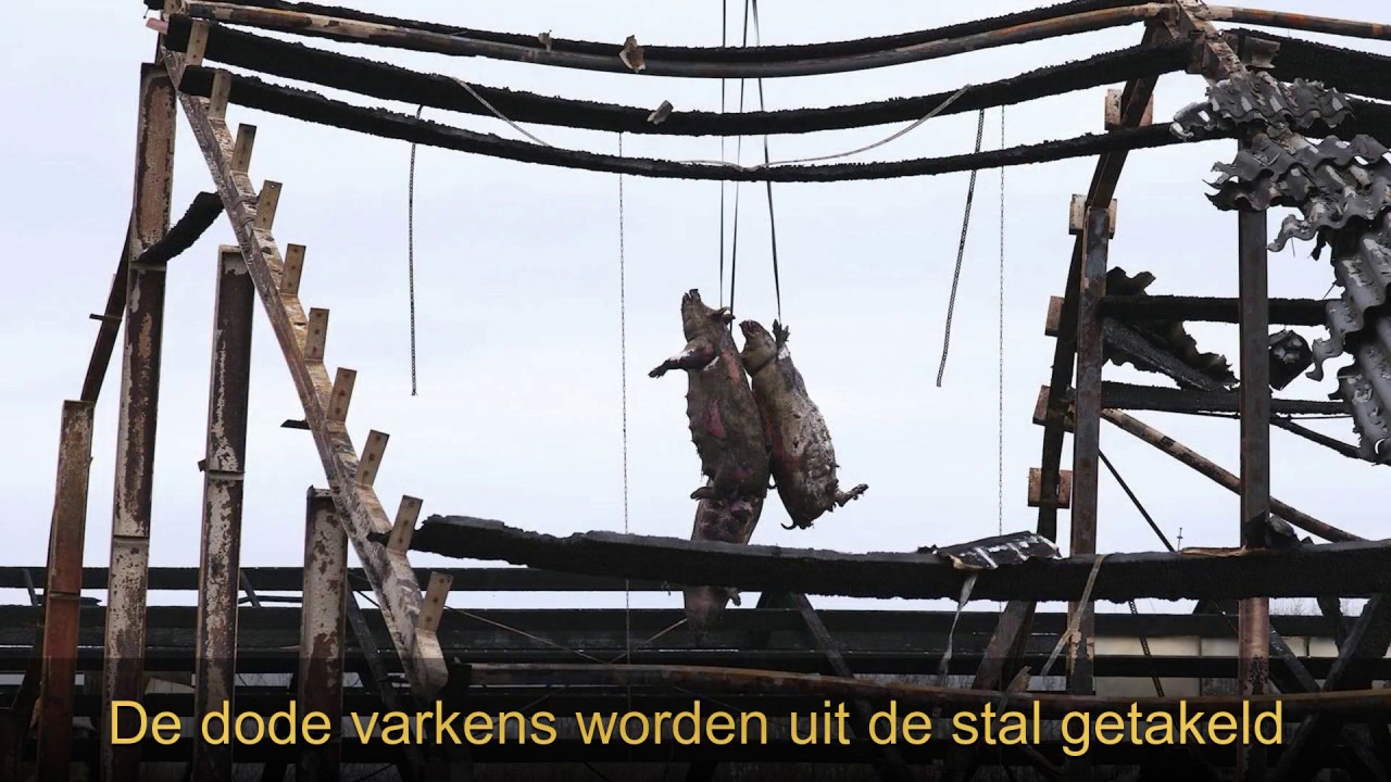 Brand varkensstal Mill, 15 februari 2017