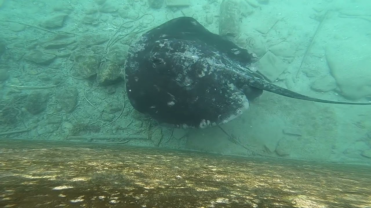 Underwater Uninterrupted | 24mins in Morro Jable Harbour, Fuerteventura