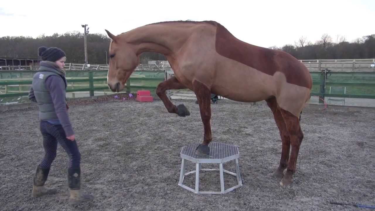 Training with Boo