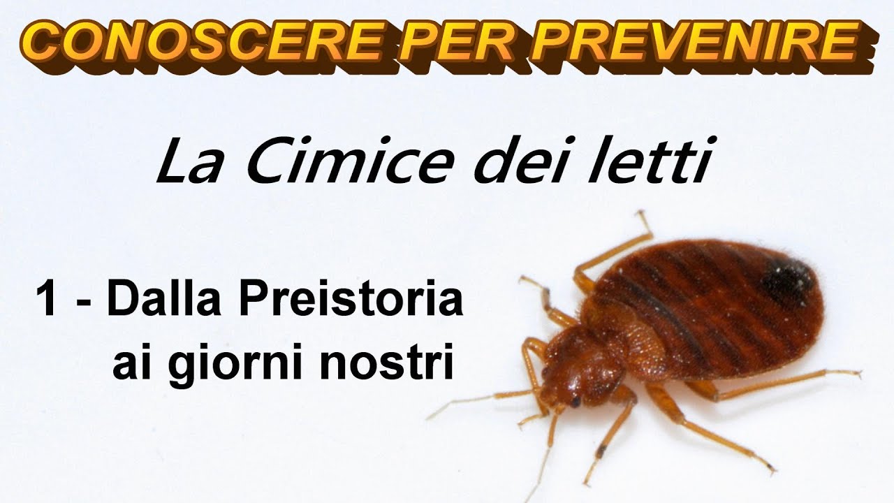 La Cimice dei letti: 1 - Dalla preistoria ai giorni nostri