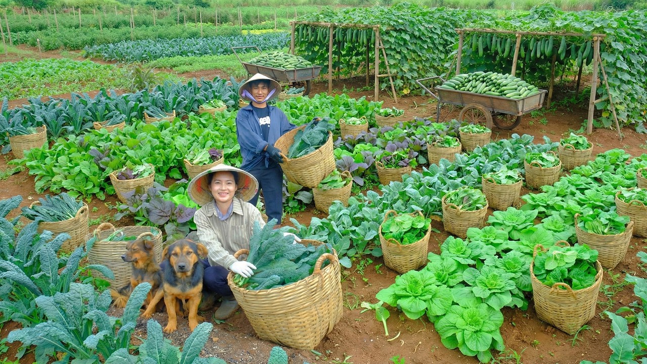 Relax With Harvest: Dinosaur Kale, Purple Bok Choy, Cauliflower, Celtuce, Spinach, Custard Apples