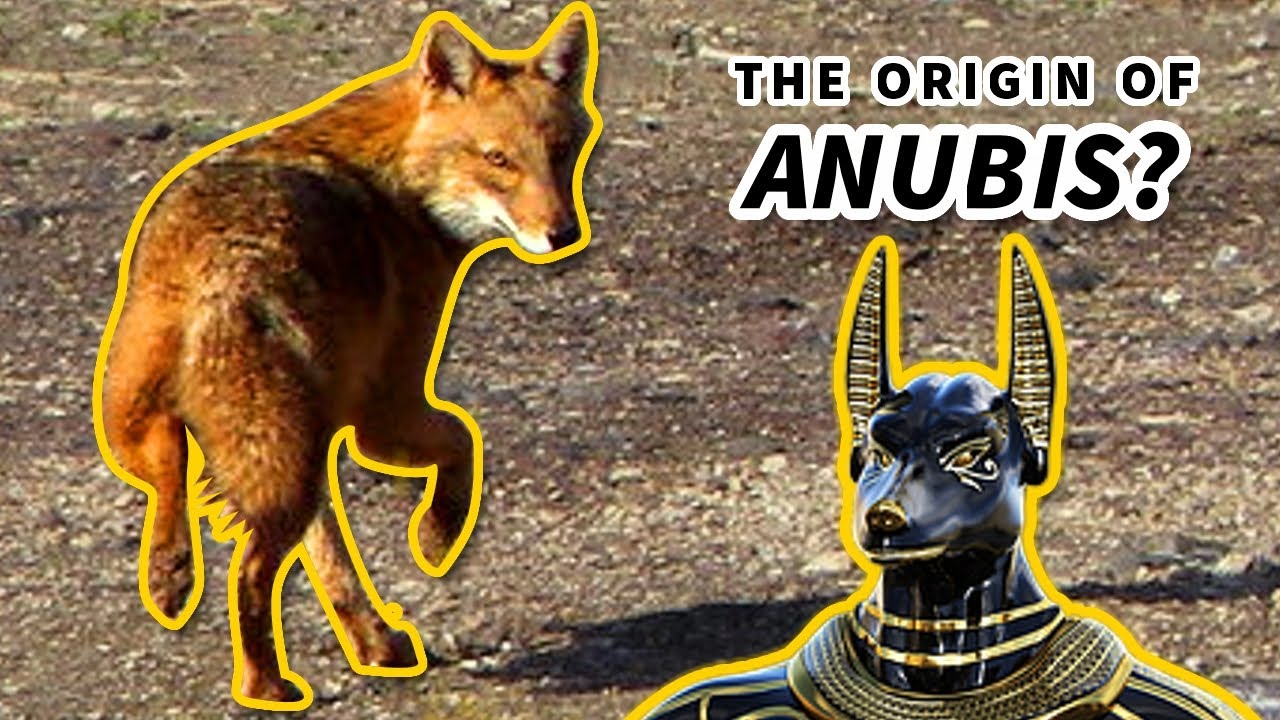 Golden Jackal Facts: the ORIGIN of ANUBIS | Animal Fact Files