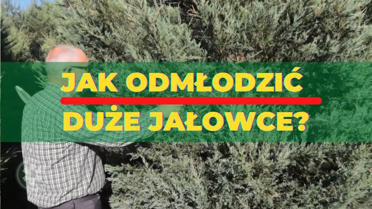 Jak odmłodzić duże jałowce?