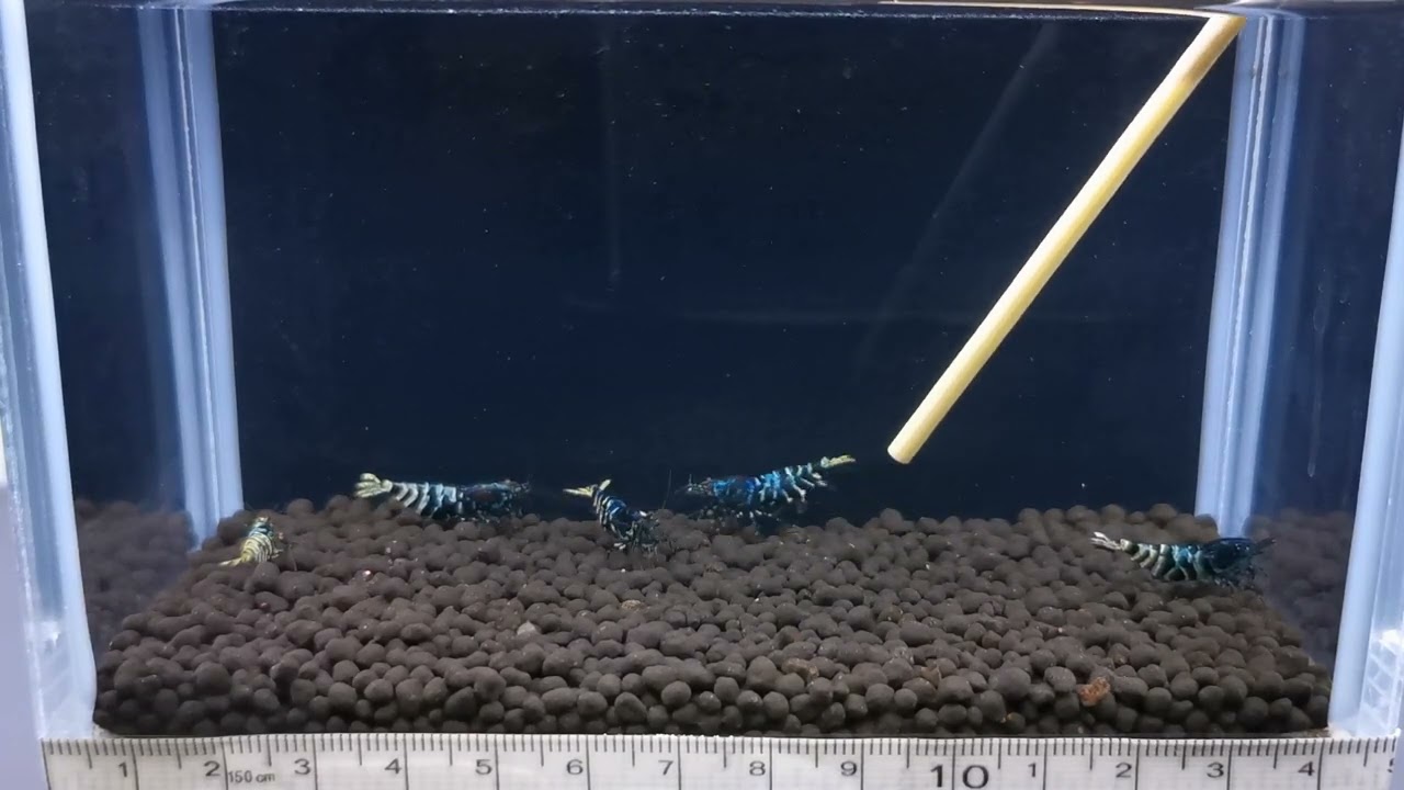 Participant(s) Dutch Shrimp Contest 2021