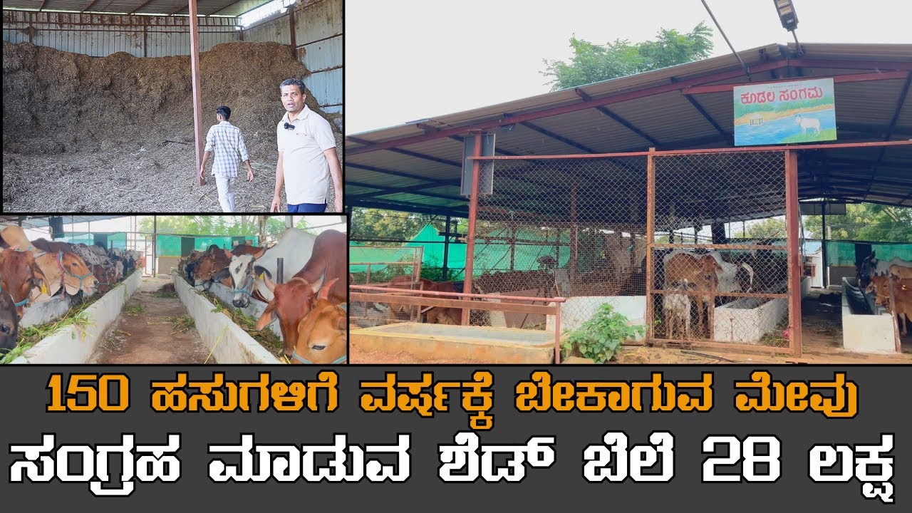 150ಹಸುಗಳಿಗೆ ವರ್ಷಕ್ಕೆ ಬೇಕಾಗುವ ಮೇವು ಸಂಗ್ರಹ ಮಾಡುವ ಶೆಡ್ ಬೆಲೆ 20 ಲಕ್ಷ|BASAVA GOSHALE 02|KRUSHI SANCHARI