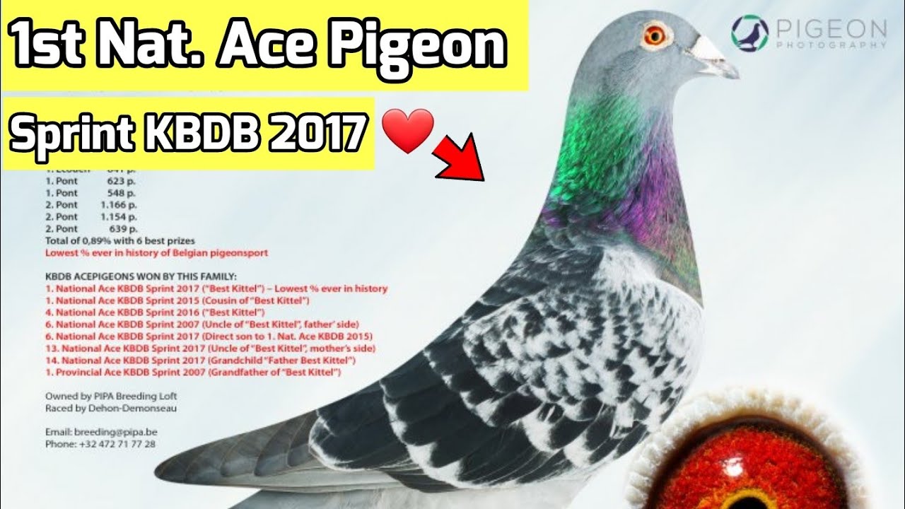Racing Pigeon Belgium : Best Kittel  Champion of Champions .