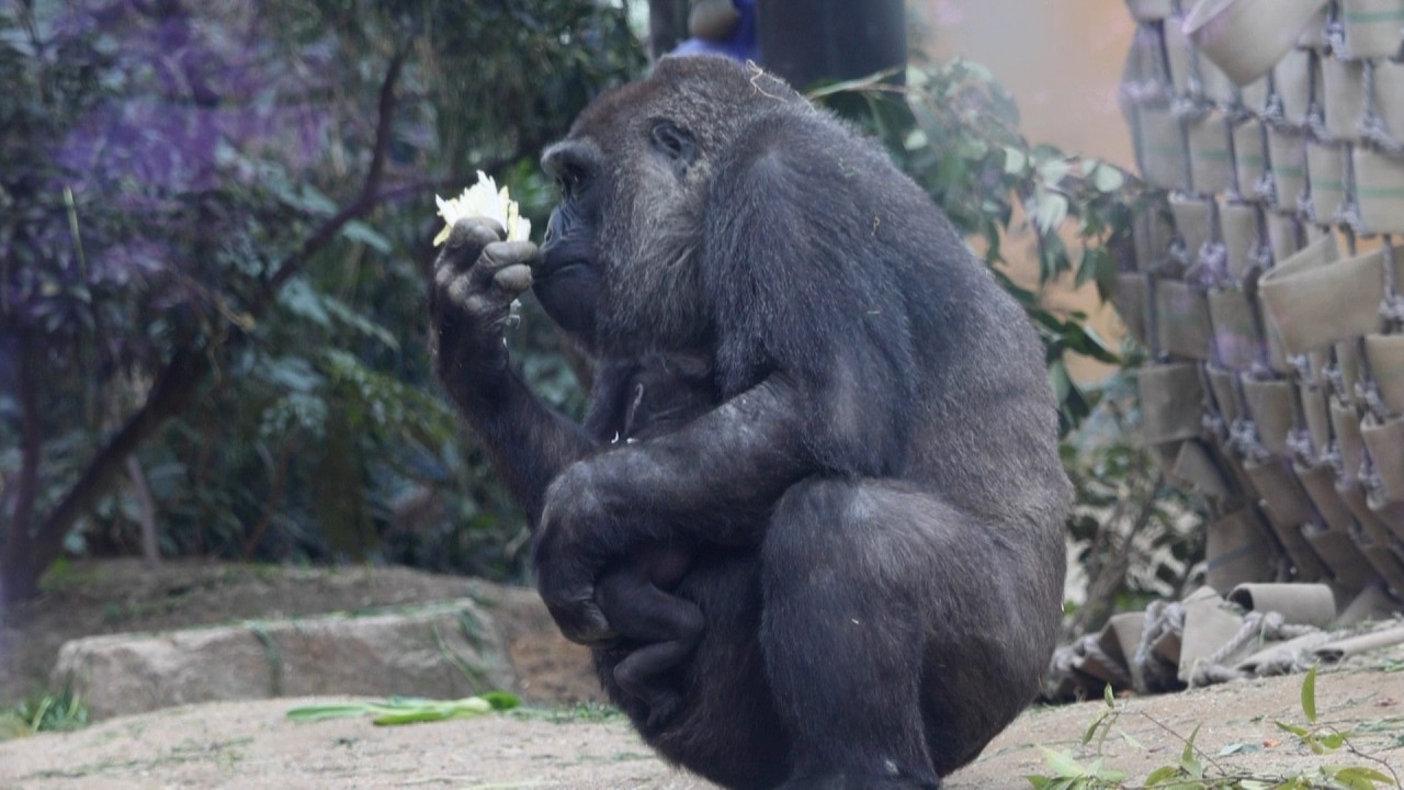 ゴリラ界の理想の母？ゲンキママの愛情あふれる子育て｜京都市動物園｜撮影日2026.1029｜【きょうのゴリラ】