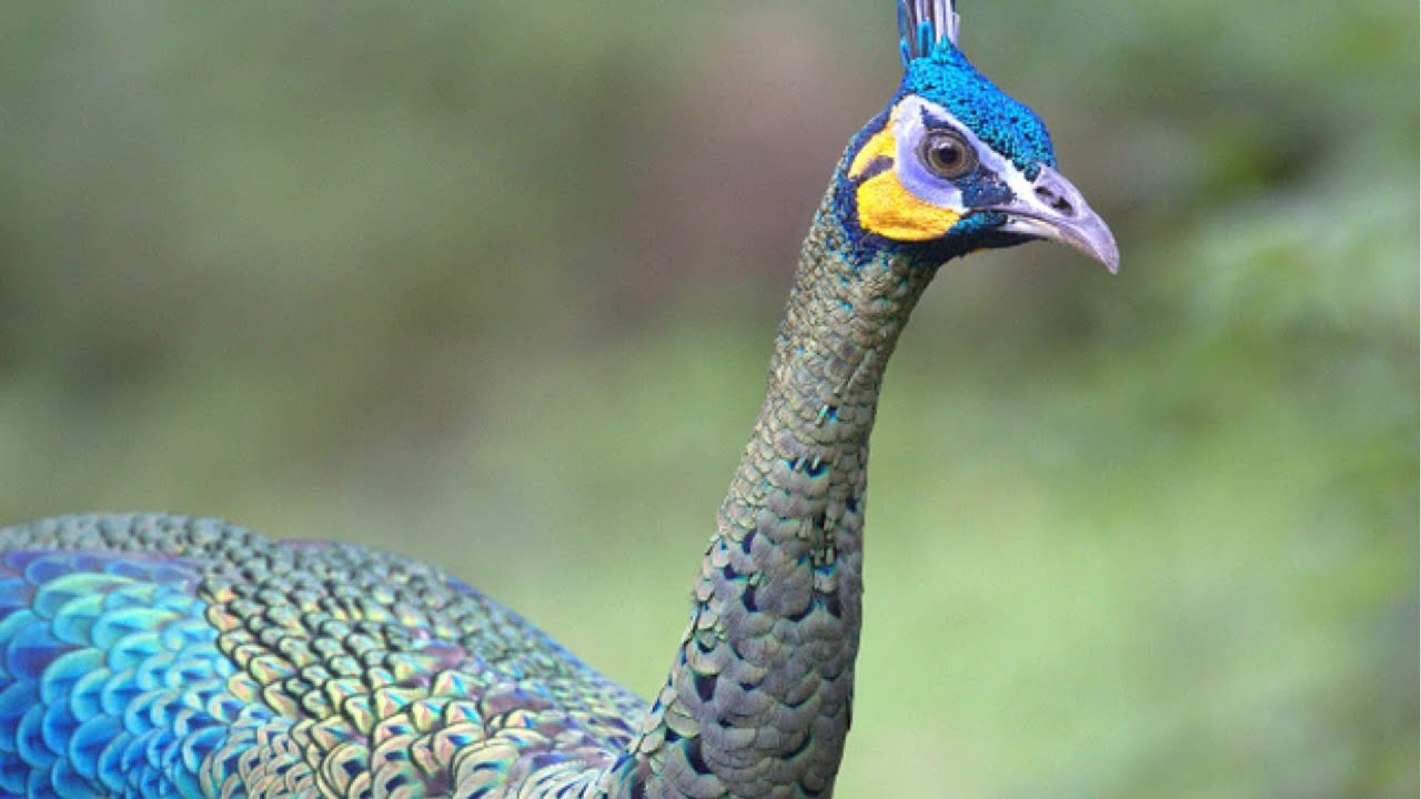 Green Peafowl:#nature #birds #animals #wildlife #naturephotography #birdwatching #birdphotography