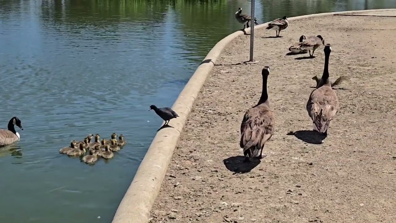 Canadian Geese & Goslings at Reseda Park - Los Angeles - April 19, 2025