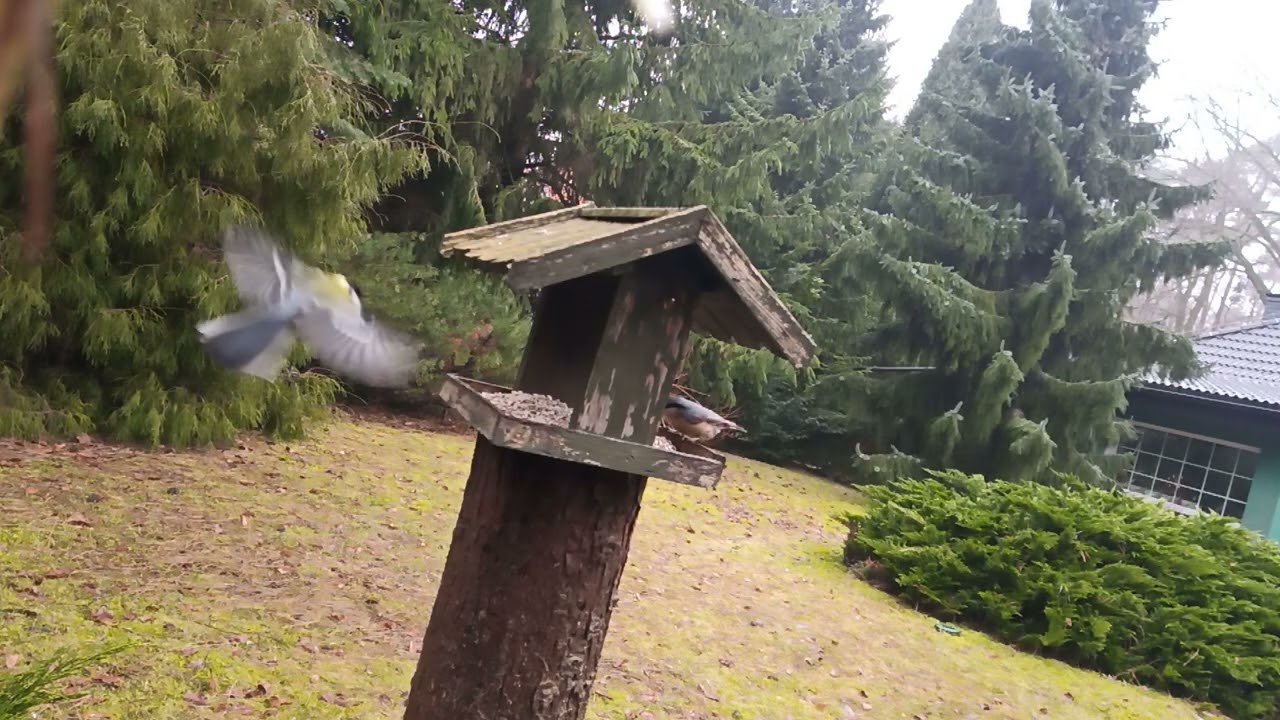 New day and new birds