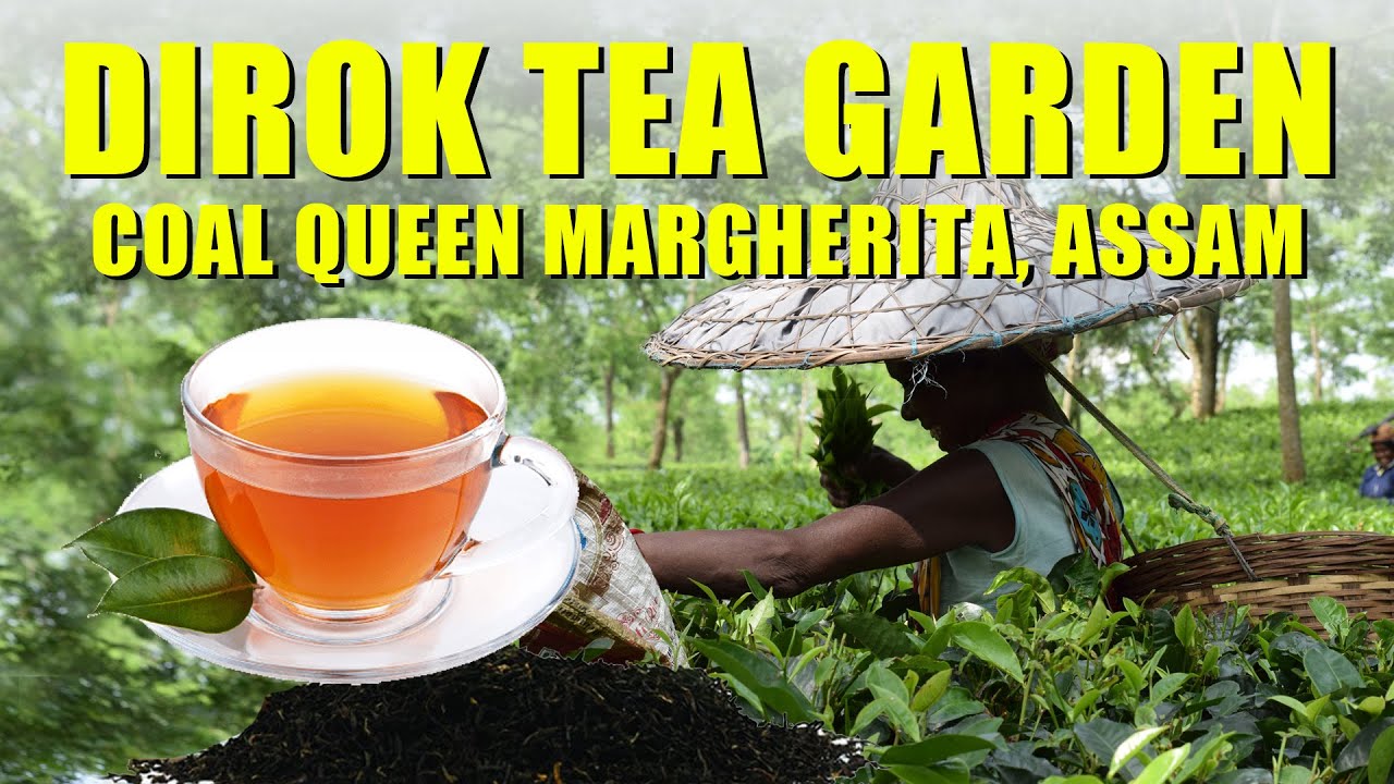 Dirok Tea Estate in Assam | The Coal Queen Margherita | Airfield in Dirok  | Beautiful Tea Garden