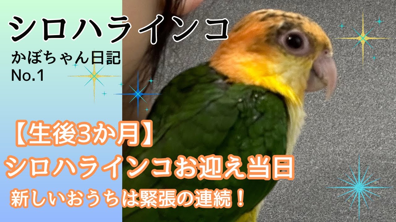 【シロハラインコ】生後3か月　お迎え当日　緊張するインコ