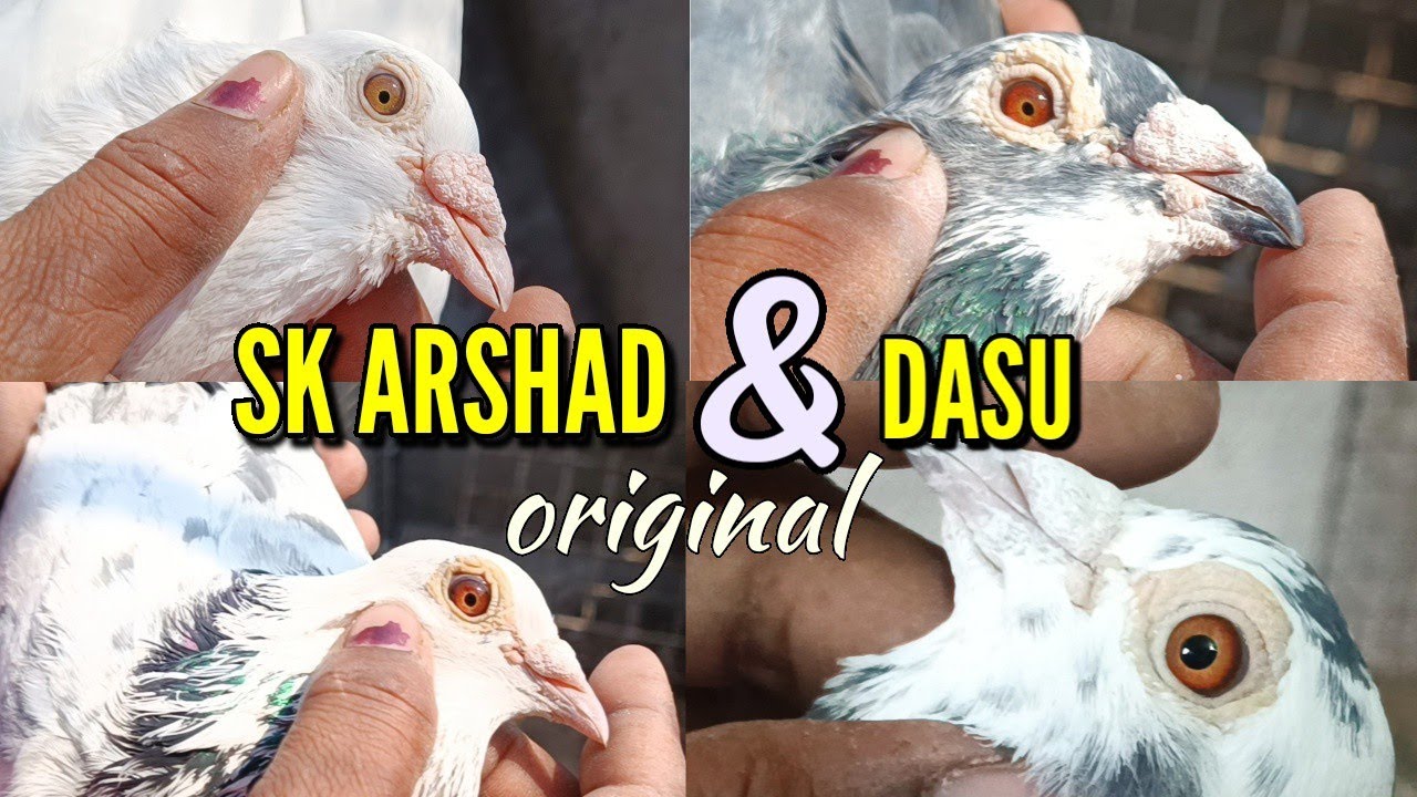 PAYRA BAPPA DADA BEHALA KOLKATA PIGEON  LOFT VISIT