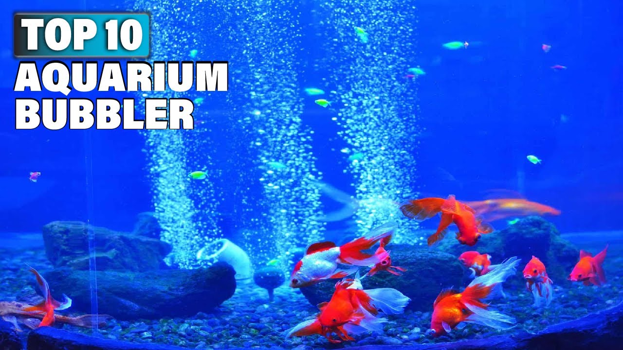 Best Aquarium Bubbler in 2025 (Top 10 Picks)