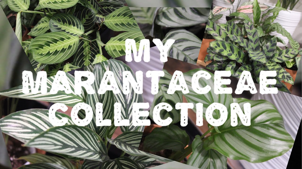 My Marantaceae Collection | Prayer Plant | Calathea | Maranta | Ctenanthe | Stromanthe