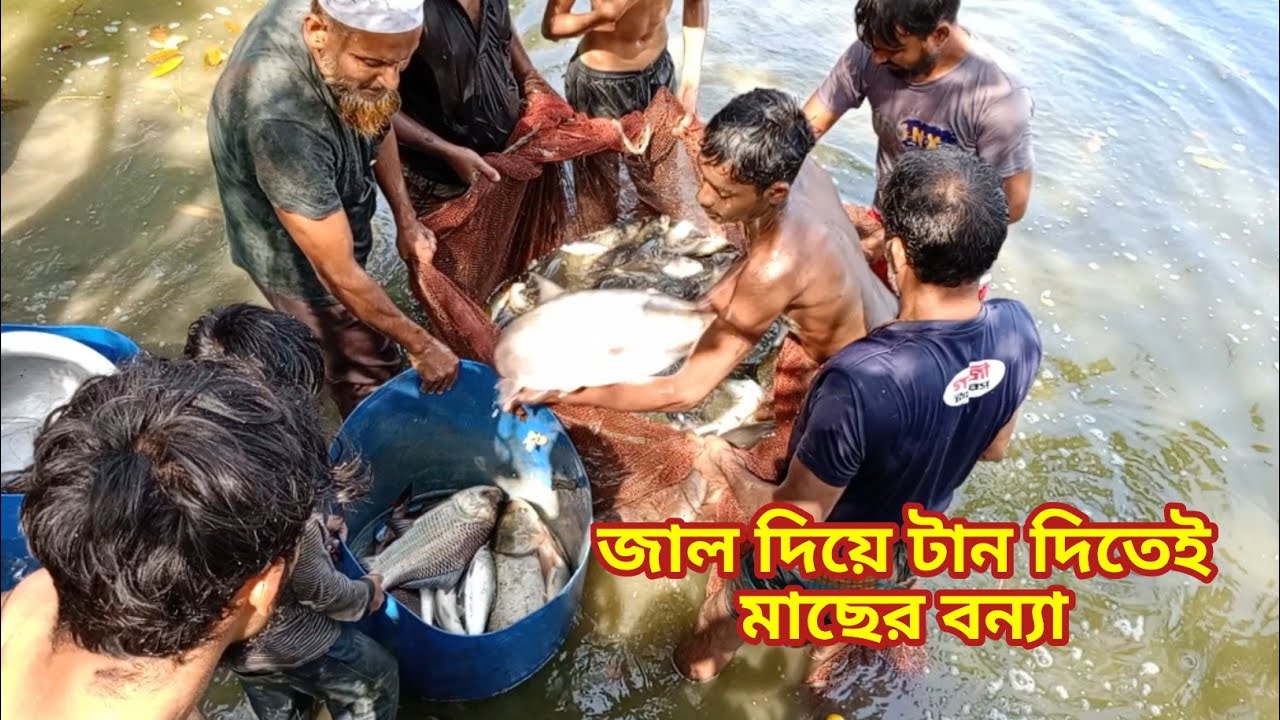 জাল দিয়ে মাছ ধরা | Fishing video | Fishing video in bangla |#মাছ_ধরার_ভিডিও